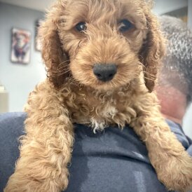 Cockapoo - Both