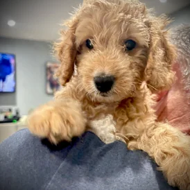 Cockapoo - Both