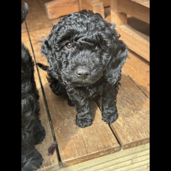 Cockapoo - Bitches