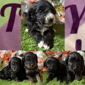 Cockapoo - Both