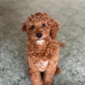 Cockapoo - Both