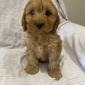 Cockapoo - Both
