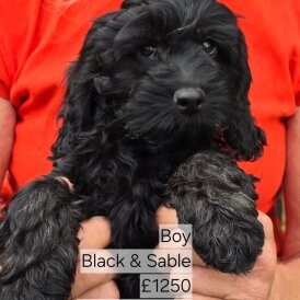 Cockapoo - Both