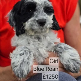 Cockapoo - Both