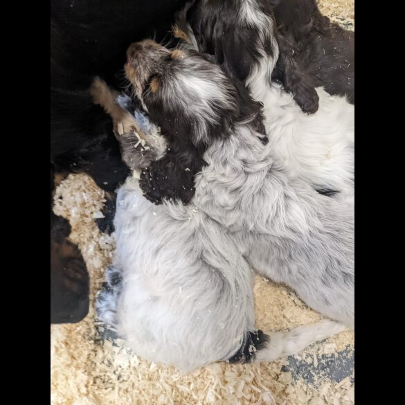 Cockapoo - Both