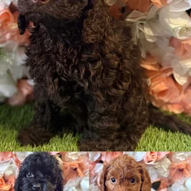 Cockapoo - Both