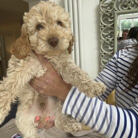 Cockapoo - Both