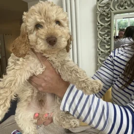 Cockapoo - Both