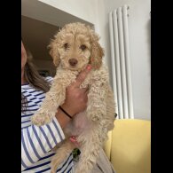Cockapoo - Both
