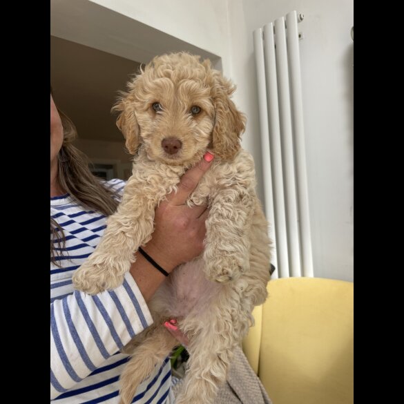 Cockapoo - Both