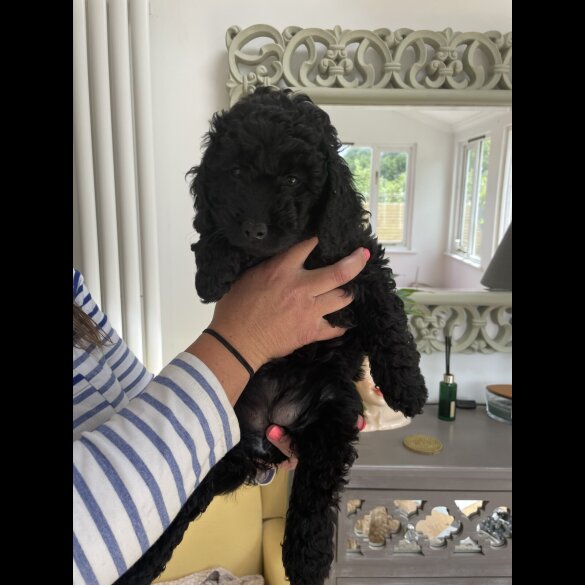 Cockapoo - Both