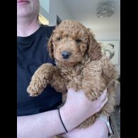 Cockapoo - Both
