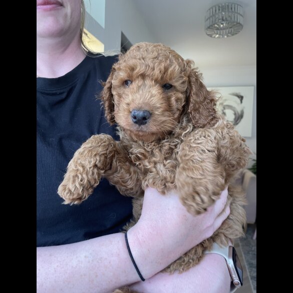 Cockapoo - Both
