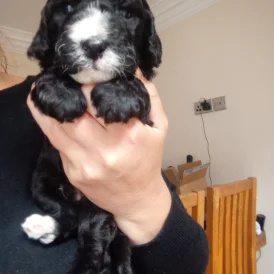 Cockapoo - Both