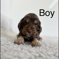 Cockapoo - Both