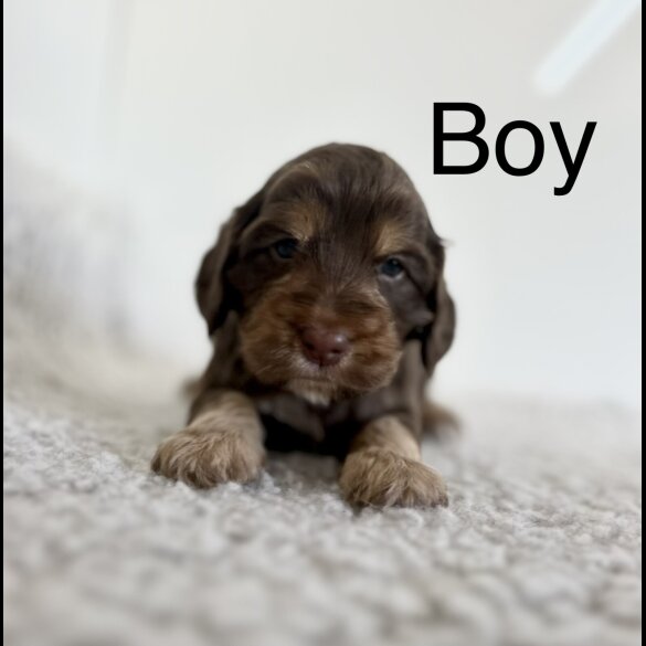 Cockapoo - Both