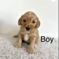Cockapoo - Both