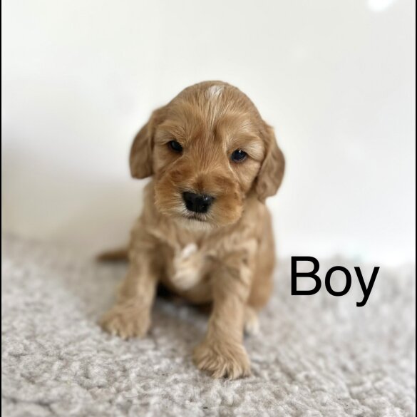 Cockapoo - Both