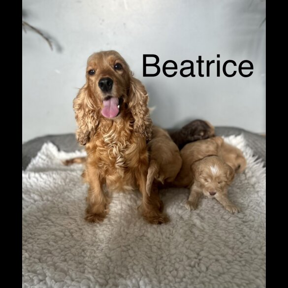 Cockapoo - Both