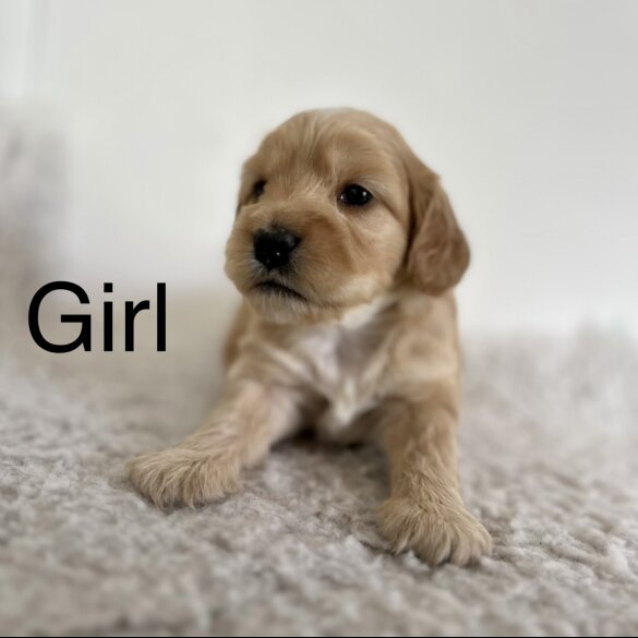 Cockapoo - Both