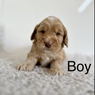 Cockapoo - Both