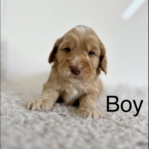 Cockapoo - Both