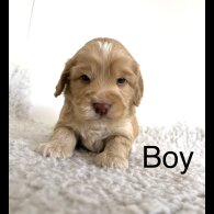 Cockapoo - Both