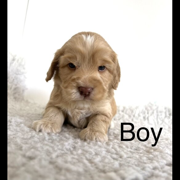 Cockapoo - Both