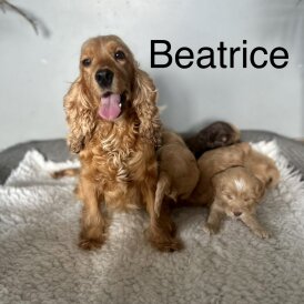 Cockapoo - Both