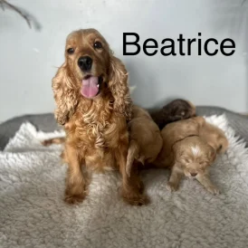 Cockapoo - Both
