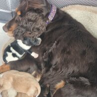 Cockapoo - Dogs