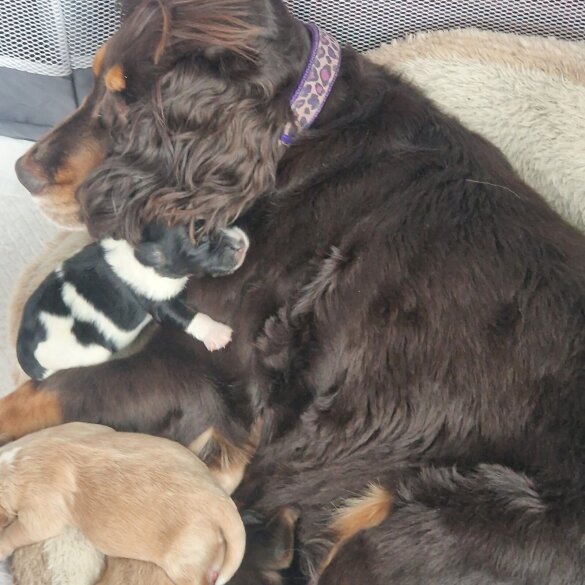 Cockapoo - Dogs