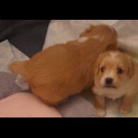 Cockapoo - Dogs
