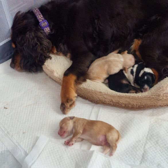 Cockapoo - Dogs