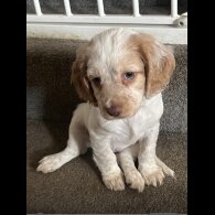 Cocker Spaniel (Working &amp; Show) - Both