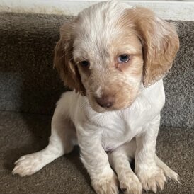 Cocker Spaniel (Working &amp; Show) - Both