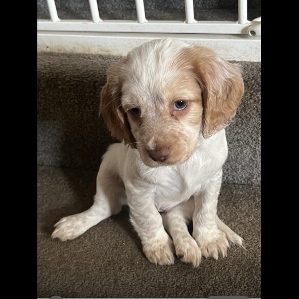 Cocker Spaniel (Working &amp; Show) - Both