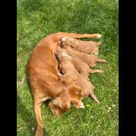 Cocker Spaniel (Working &amp; Show) - Bitches