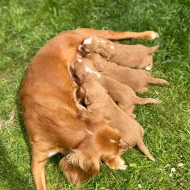 Cocker Spaniel (Working &amp; Show) - Bitches