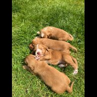 Cocker Spaniel (Working &amp; Show) - Bitches
