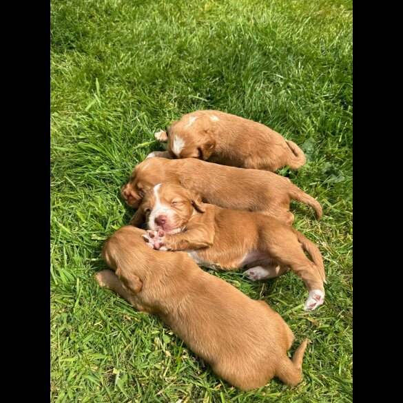 Cocker Spaniel (Working &amp; Show) - Bitches