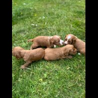 Cocker Spaniel (Working &amp; Show) - Bitches