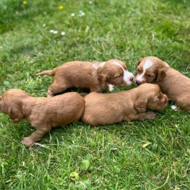 Cocker Spaniel (Working &amp; Show) - Bitches