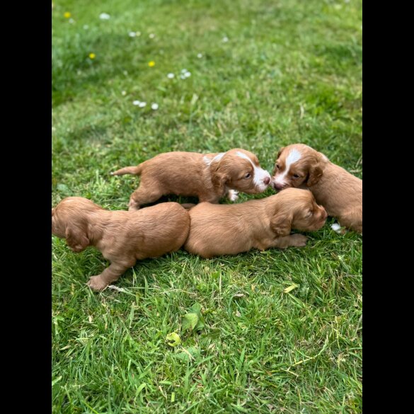 Cocker Spaniel (Working &amp; Show) - Bitches