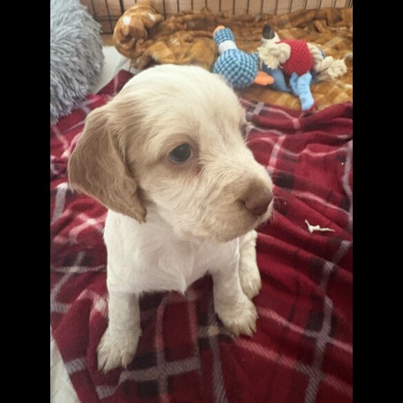 Cocker Spaniel (Working &amp; Show) - Both