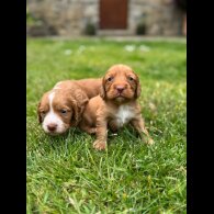 Cocker Spaniel (Working &amp; Show) - Bitches