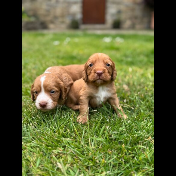 Cocker Spaniel (Working &amp; Show) - Bitches