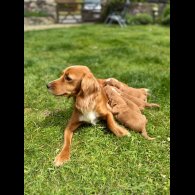 Cocker Spaniel (Working &amp; Show) - Bitches