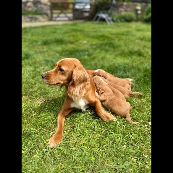 Cocker Spaniel (Working &amp; Show) - Bitches