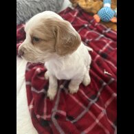 Cocker Spaniel (Working &amp; Show) - Both